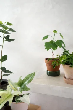 Tropiske Planter|Danskavlede Planter^PLANT Mimose