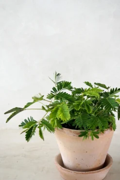 Tropiske Planter|Danskavlede Planter^PLANT Mimose