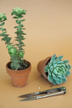 Planter Og Værktøj Til Terrarier|Planter Og Værktøj Til Terrarier^PLANT Mini beskærersaks