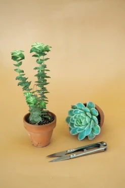 Planter Og Værktøj Til Terrarier|Planter Og Værktøj Til Terrarier^PLANT Mini beskærersaks