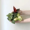 Planter Og Værktøj Til Terrarier|Tropiske Planter^PLANT Minier