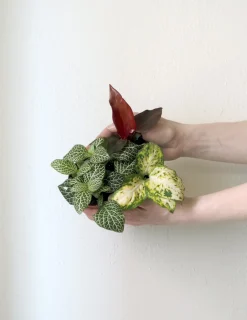 Planter Og Værktøj Til Terrarier|Tropiske Planter^PLANT Minier