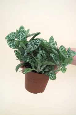 Planter Og Værktøj Til Terrarier|Tropiske Planter^PLANT Minier