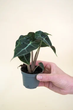Planter Og Værktøj Til Terrarier|Tropiske Planter^PLANT Minier
