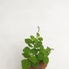 Tropiske Planter|Danskavlede Planter^PLANT Møle