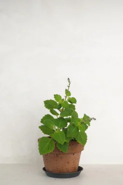 Tropiske Planter|Danskavlede Planter^PLANT Møle