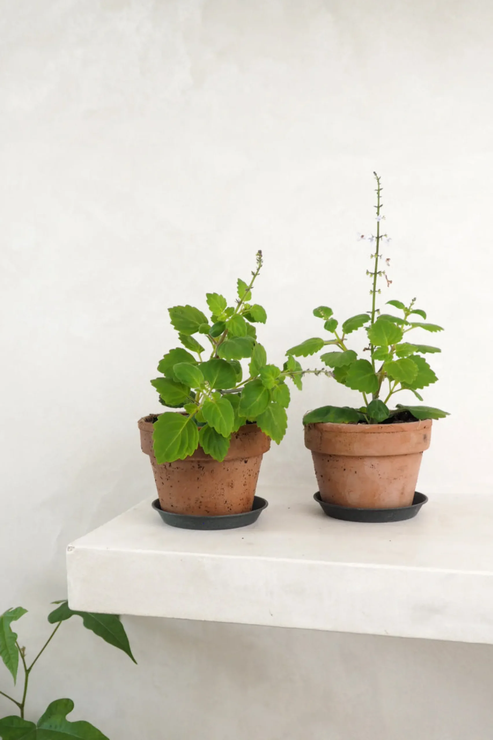 Tropiske Planter|Danskavlede Planter^PLANT Møle