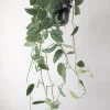 Hængeplanter|Tropiske Planter^PLANT Måneskin