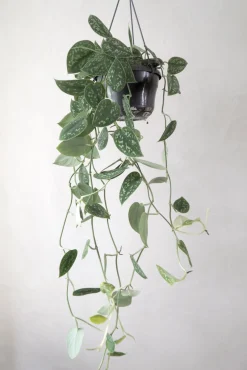 Hængeplanter|Tropiske Planter^PLANT Måneskin
