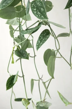 Hængeplanter|Tropiske Planter^PLANT Måneskin