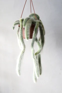 Hængeplanter|Ørkenplanter Og Knoldplanter^PLANT Monkey's Tail kaktus