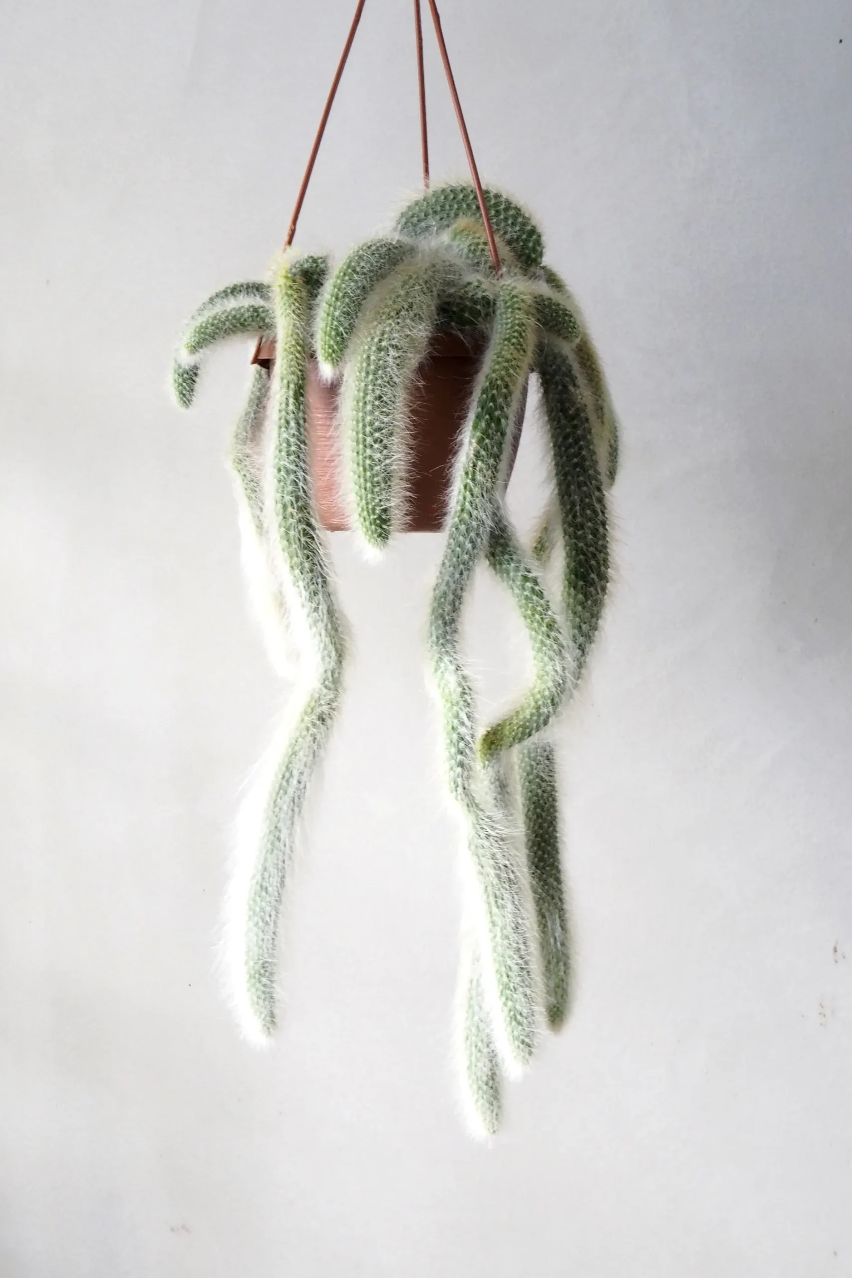 Hængeplanter|Ørkenplanter Og Knoldplanter^PLANT Monkey's Tail kaktus