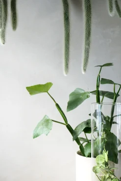 Hængeplanter|Ørkenplanter Og Knoldplanter^PLANT Monkey's Tail kaktus