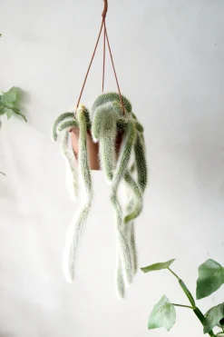 Hængeplanter|Ørkenplanter Og Knoldplanter^PLANT Monkey's Tail kaktus