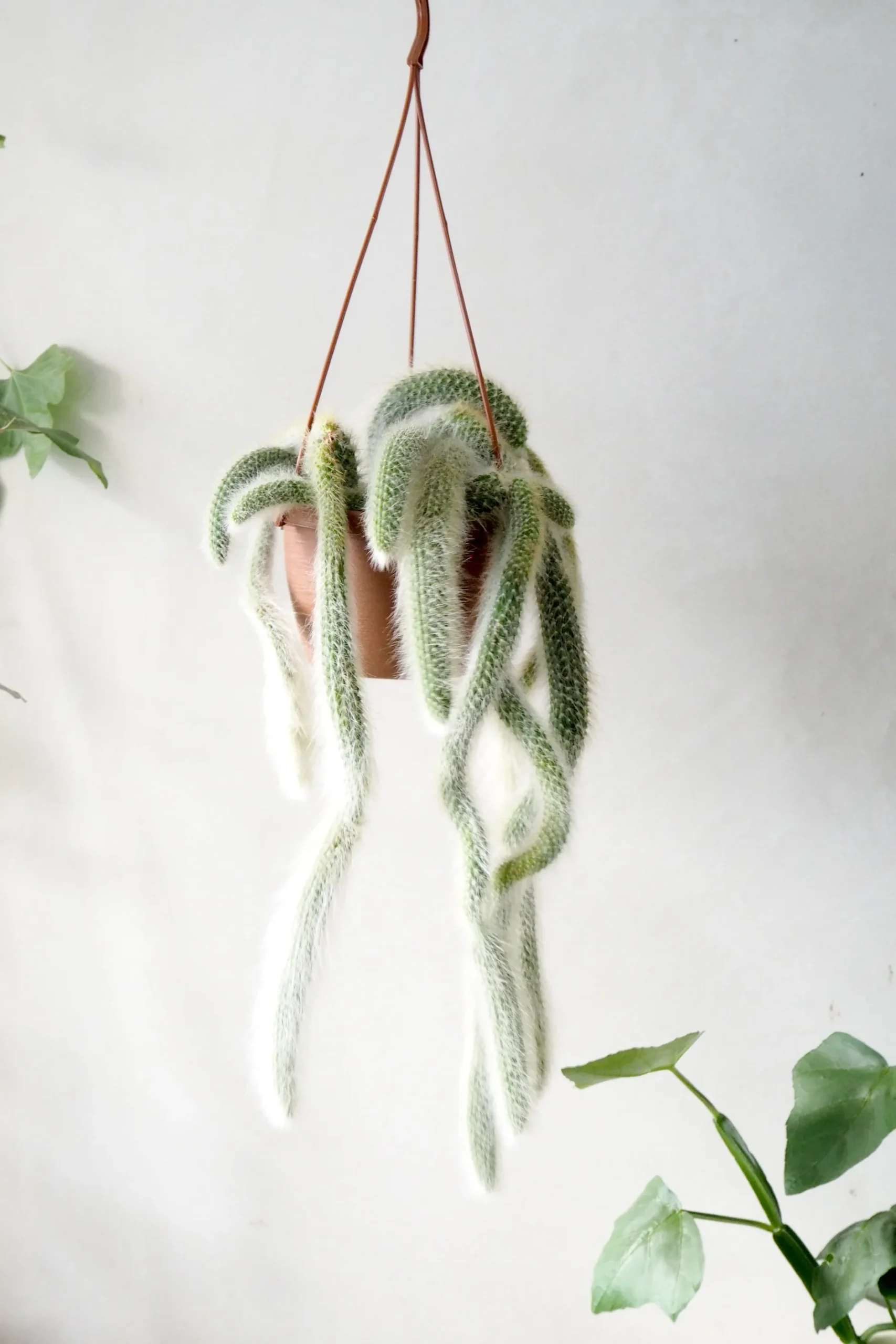 Hængeplanter|Ørkenplanter Og Knoldplanter^PLANT Monkey's Tail kaktus