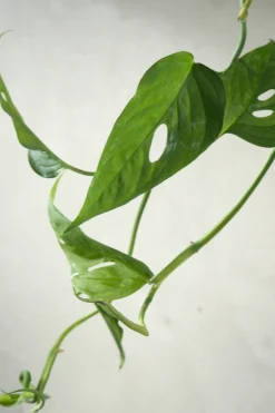 Hængeplanter|Tropiske Planter^PLANT Monstera Acuminata