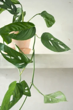 Hængeplanter|Tropiske Planter^PLANT Monstera Acuminata
