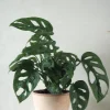 Hængeplanter|Danskavlede Planter^PLANT Monstera Adansonii