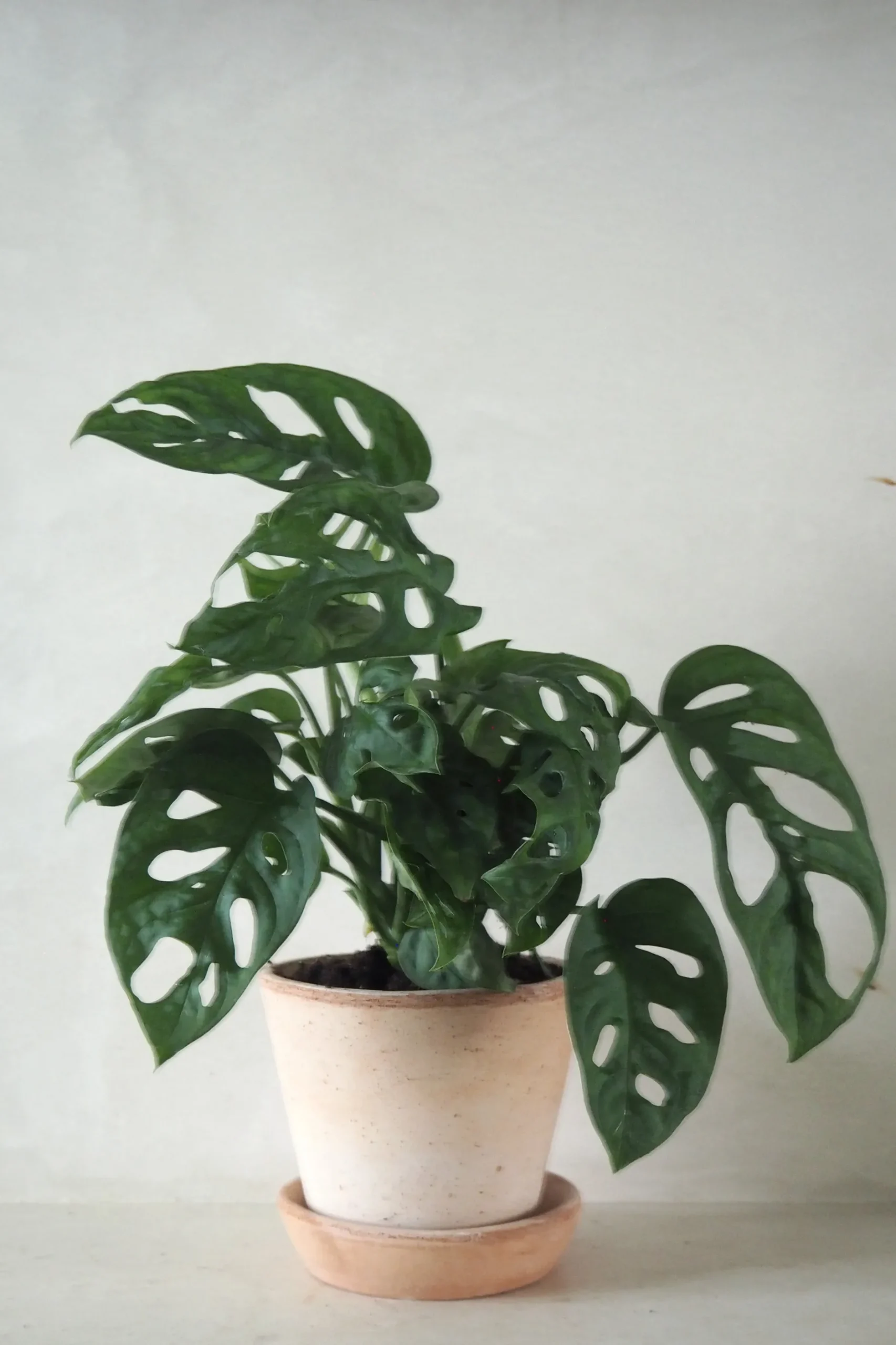 Hængeplanter|Danskavlede Planter^PLANT Monstera Adansonii