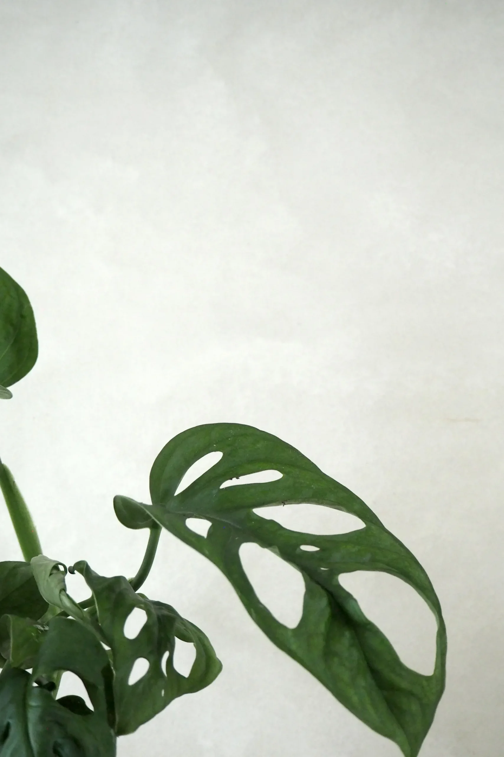 Hængeplanter|Danskavlede Planter^PLANT Monstera Adansonii