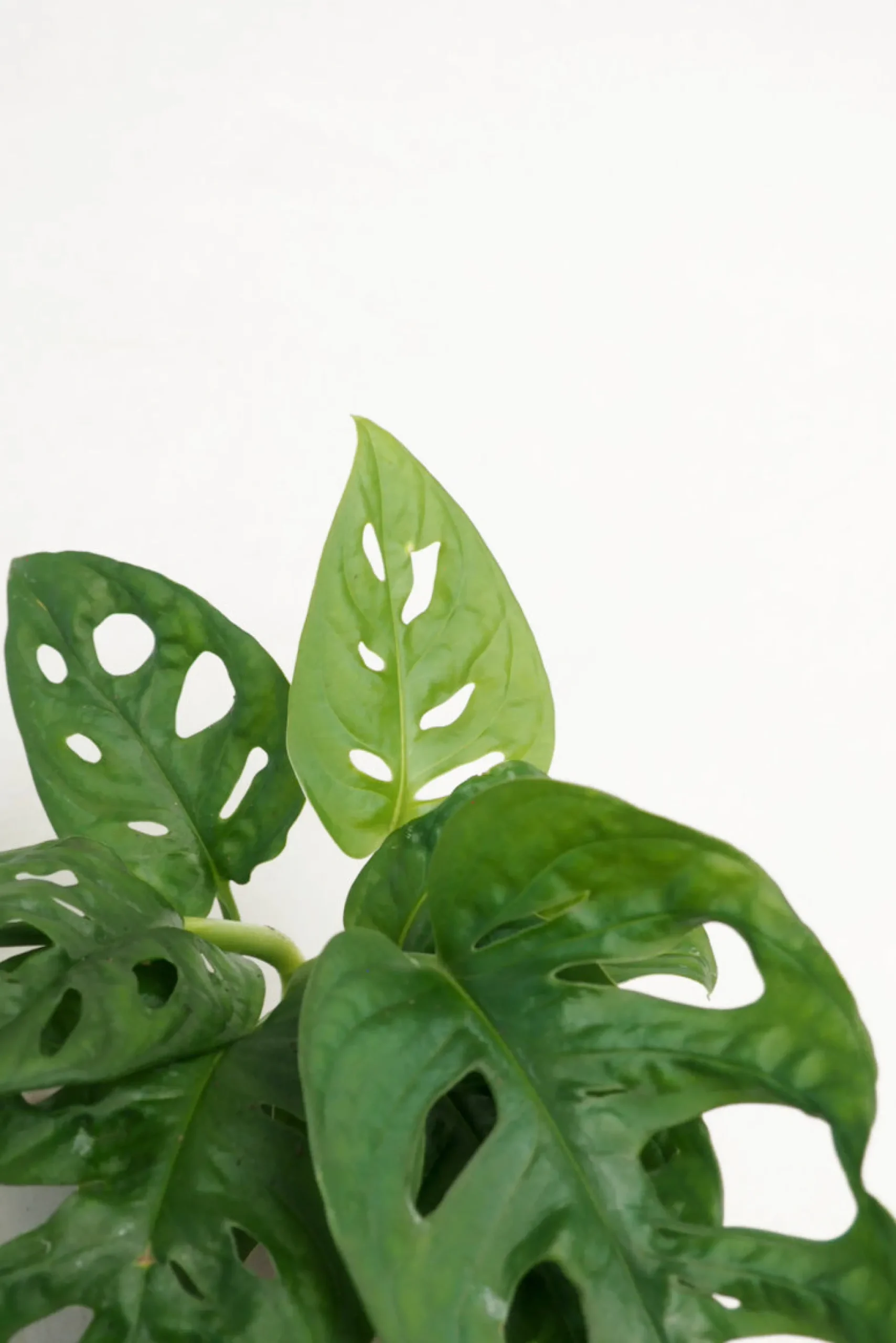 Hængeplanter|Danskavlede Planter^PLANT Monstera Adansonii