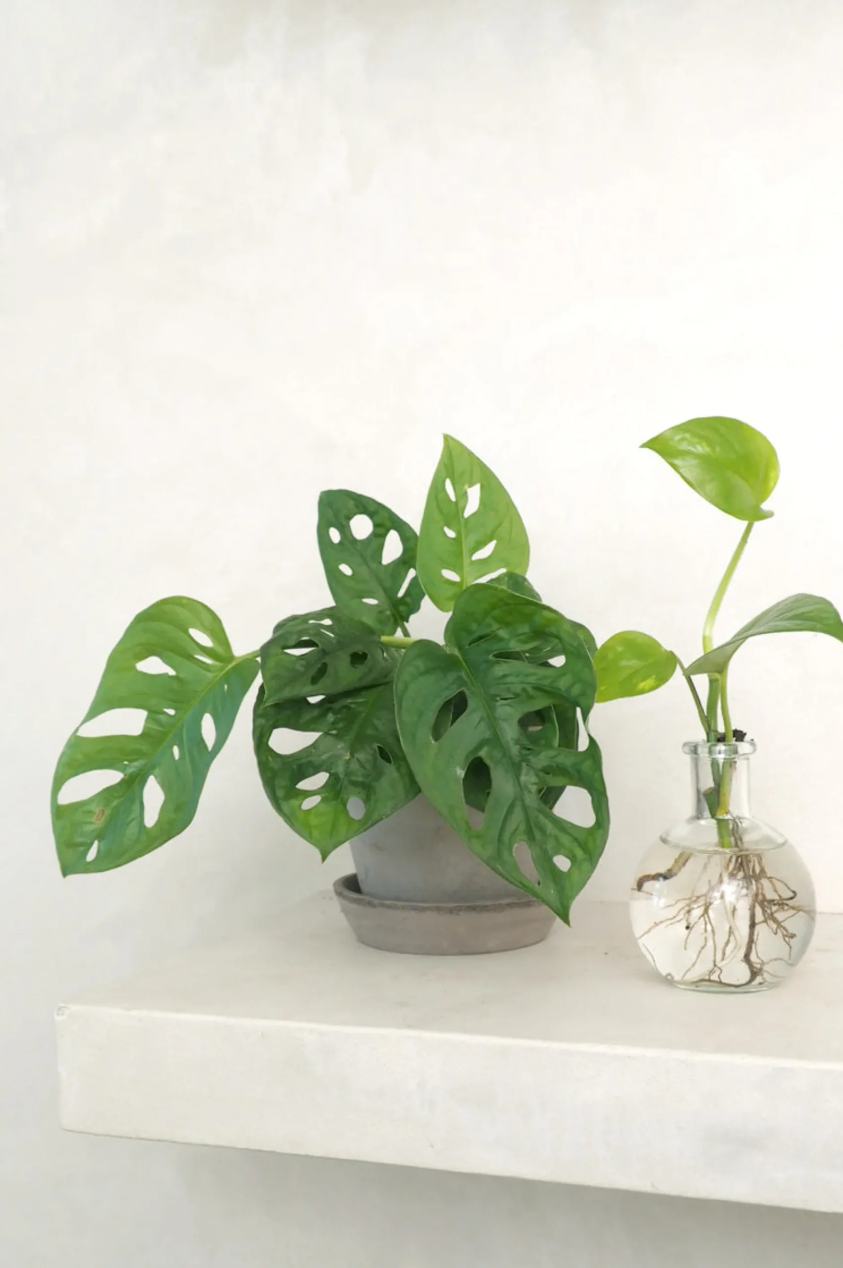 Hængeplanter|Danskavlede Planter^PLANT Monstera Adansonii