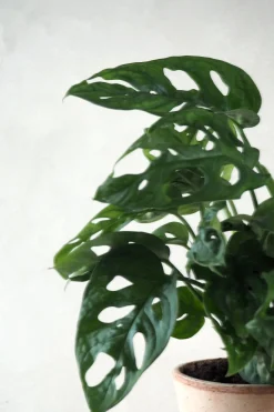 Hængeplanter|Danskavlede Planter^PLANT Monstera Adansonii