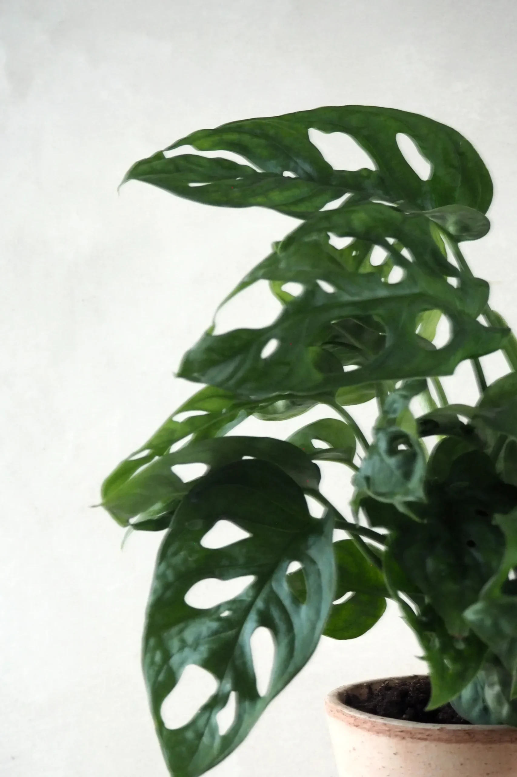 Hængeplanter|Danskavlede Planter^PLANT Monstera Adansonii