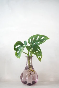 Planter I Vand|Tropiske Planter^PLANT Monstera adansonii i vase, rosa