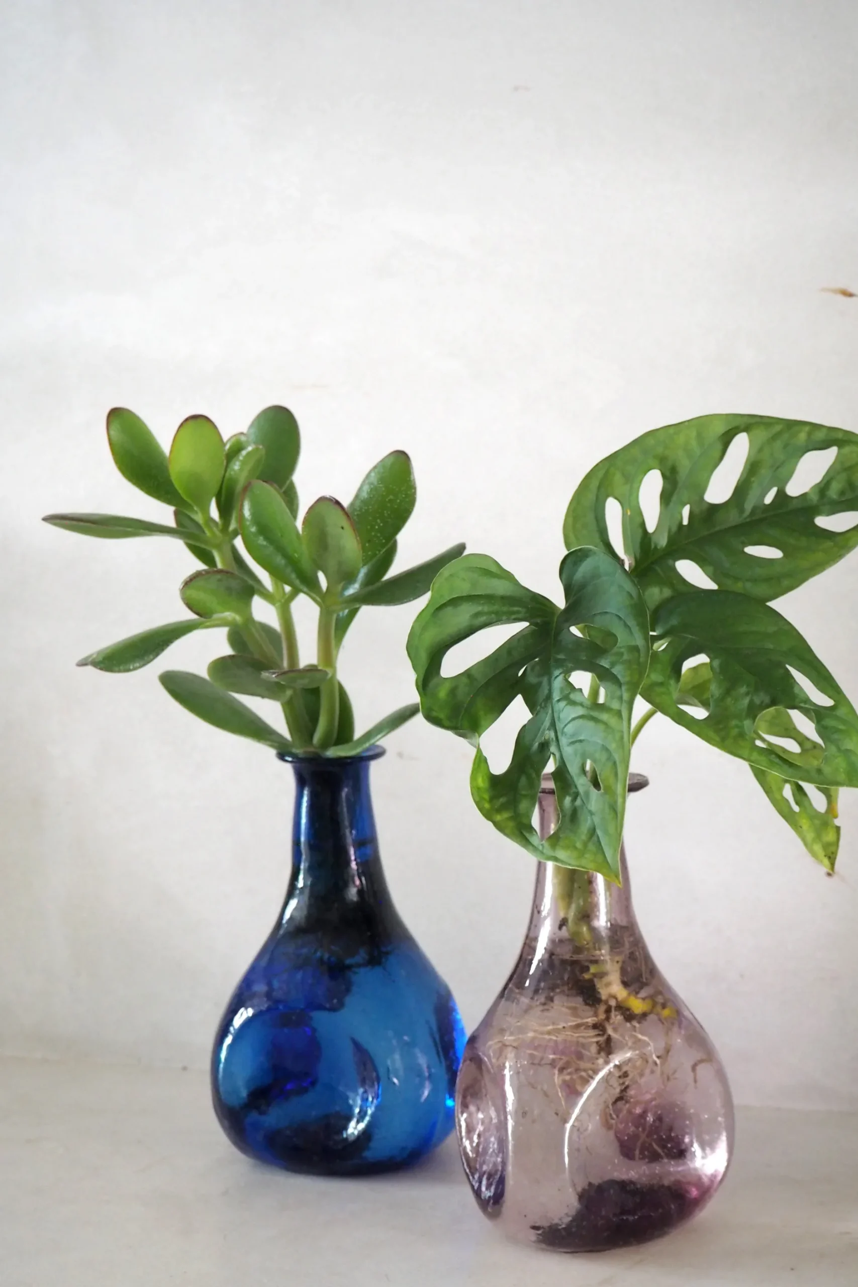 Planter I Vand|Tropiske Planter^PLANT Monstera adansonii i vase, rosa