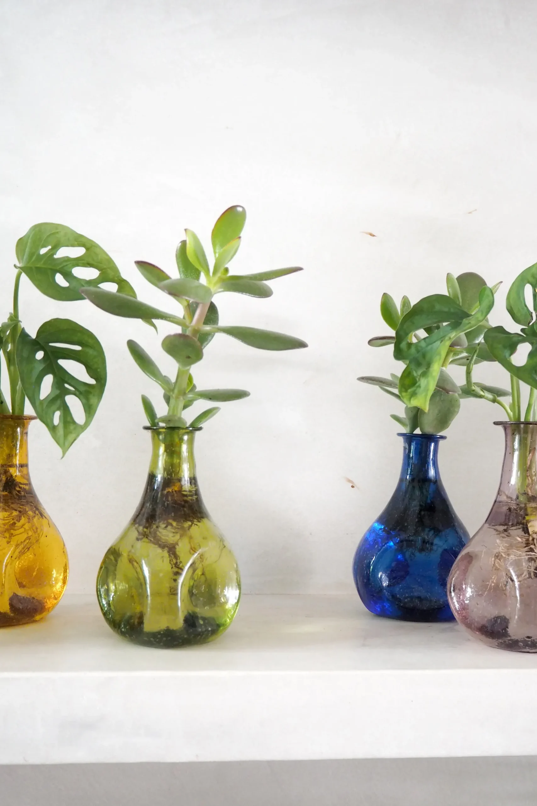 Planter I Vand|Tropiske Planter^PLANT Monstera adansonii i vase, rosa