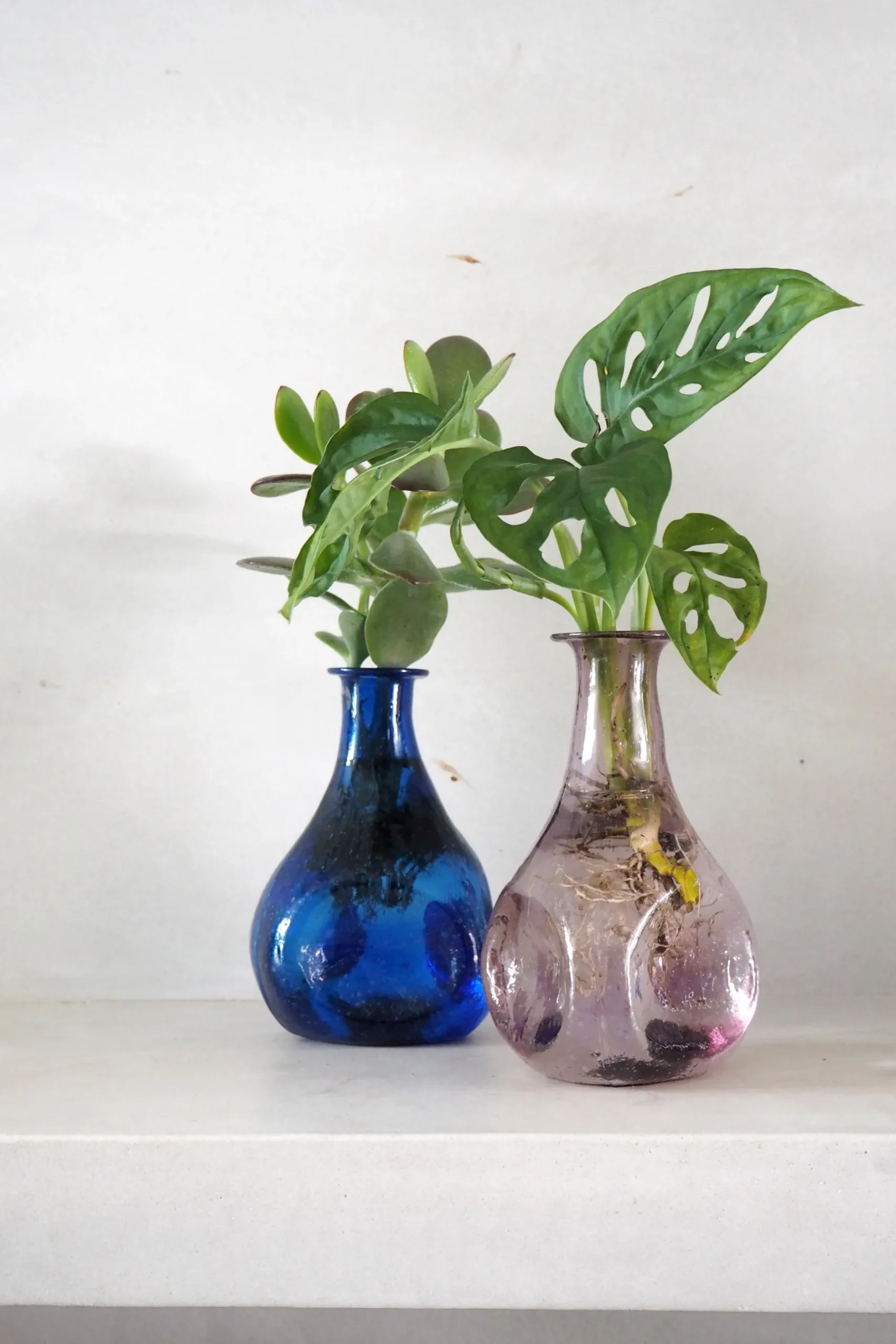 Planter I Vand|Tropiske Planter^PLANT Monstera adansonii i vase, rosa