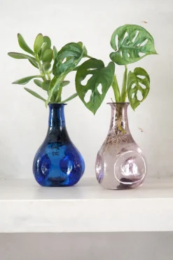 Planter I Vand|Tropiske Planter^PLANT Monstera adansonii i vase, rosa