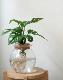 Planter I Vand^PLANT Monstera i glaskolbe