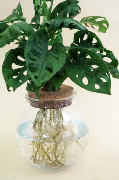Planter I Vand^PLANT Monstera i glaskolbe