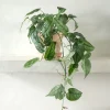 Hængeplanter|Tropiske Planter^PLANT Monstera siltepecana