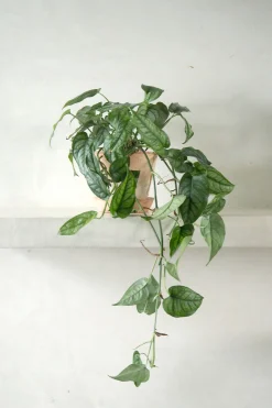 Hængeplanter|Tropiske Planter^PLANT Monstera siltepecana