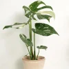 Tropiske Planter^PLANT Monstera variegata 'Thai Constellation'