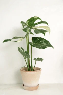 Tropiske Planter^PLANT Monstera variegata 'Thai Constellation'