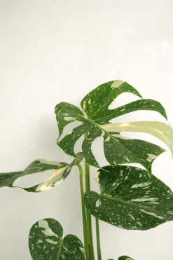 Tropiske Planter^PLANT Monstera variegata 'Thai Constellation'