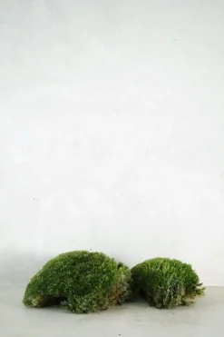 Terrarie Diy Kit|Planter Og Værktøj Til Terrarier^PLANT Mos