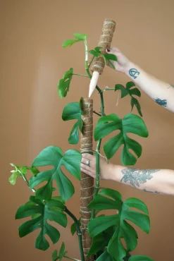 Plantestøtter^PLANT Mosstok