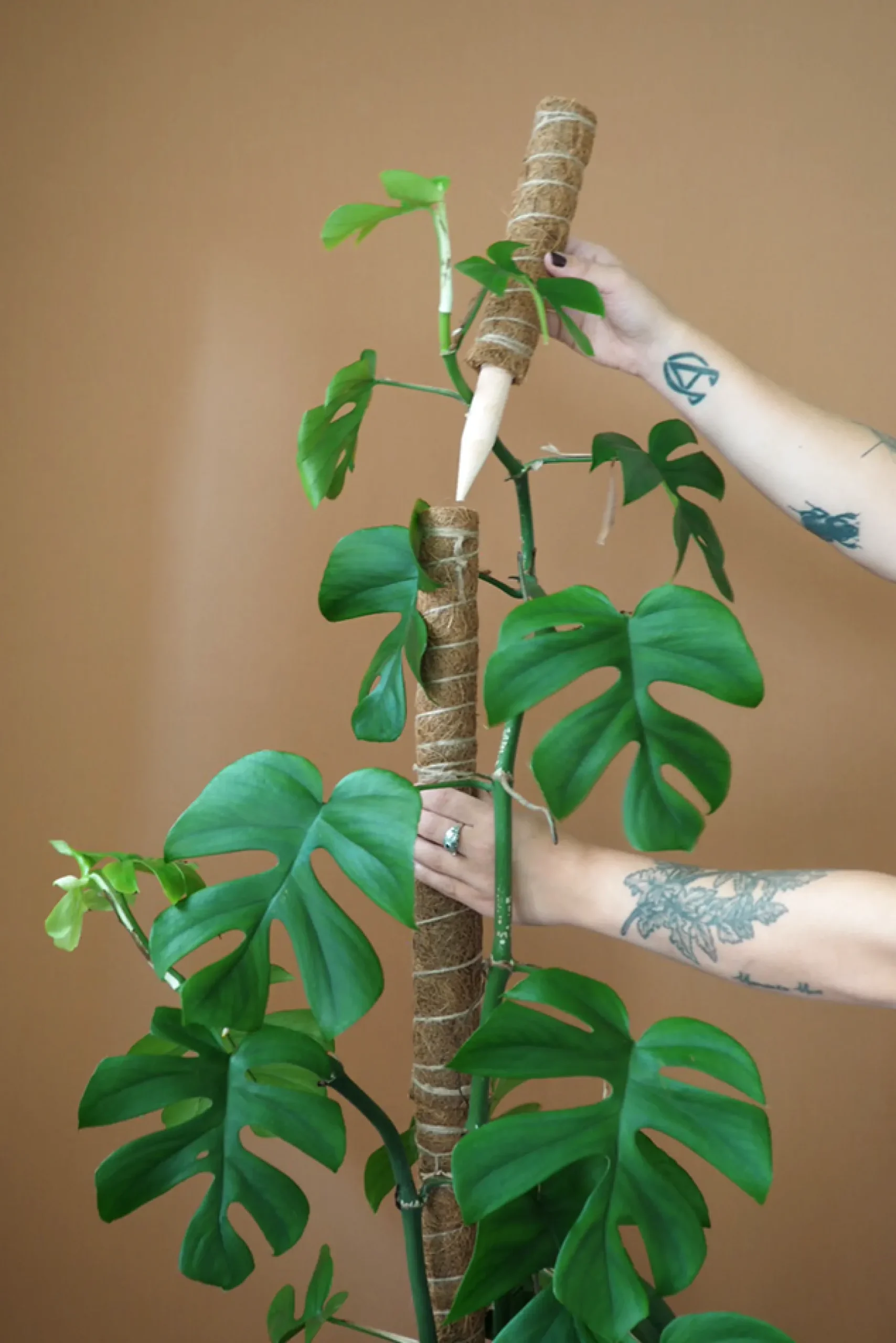 Plantestøtter^PLANT Mosstok