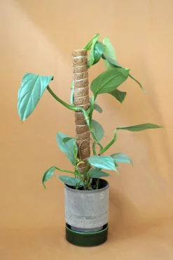 Plantestøtter^PLANT Mosstok