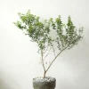 Danskavlede Planter^PLANT Myrtel, stor