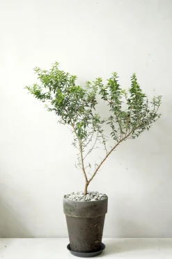 Danskavlede Planter^PLANT Myrtel, stor