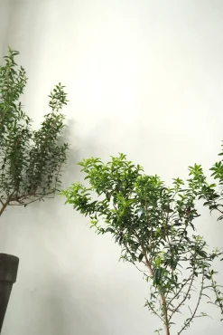 Danskavlede Planter^PLANT Myrtel, stor