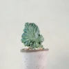 Ørkenplanter Og Knoldplanter^PLANT Myrtillo Geometrizans
