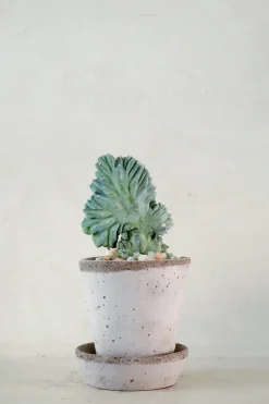 Ørkenplanter Og Knoldplanter^PLANT Myrtillo Geometrizans
