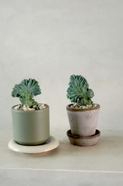 Ørkenplanter Og Knoldplanter^PLANT Myrtillo Geometrizans
